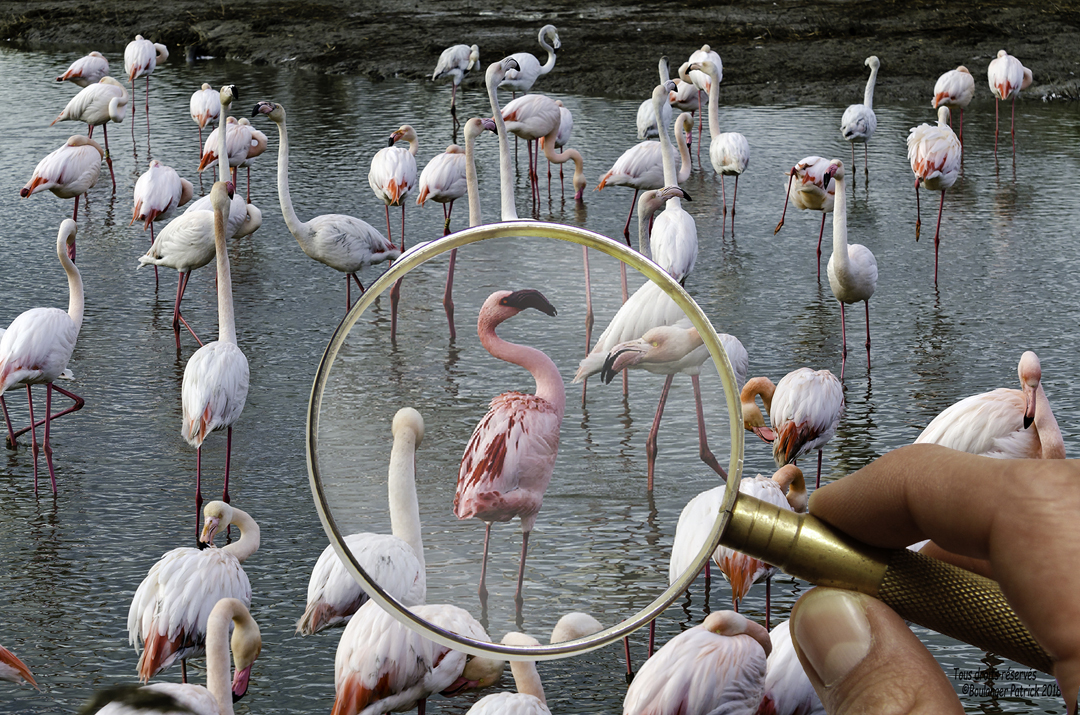 flamant rose loupe