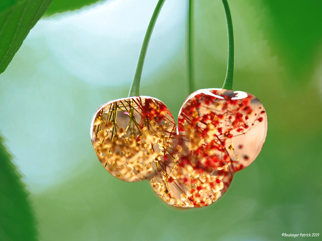 cerises a fleurs