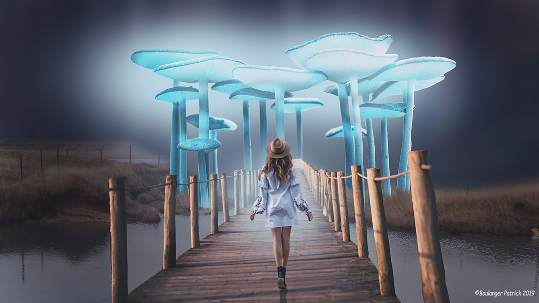 champignons lumineux