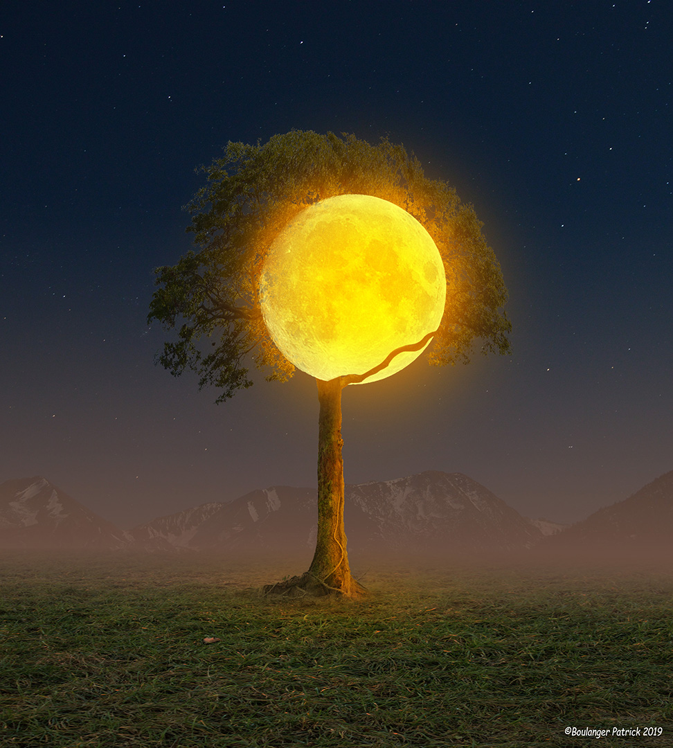 la lune dans l arbre
