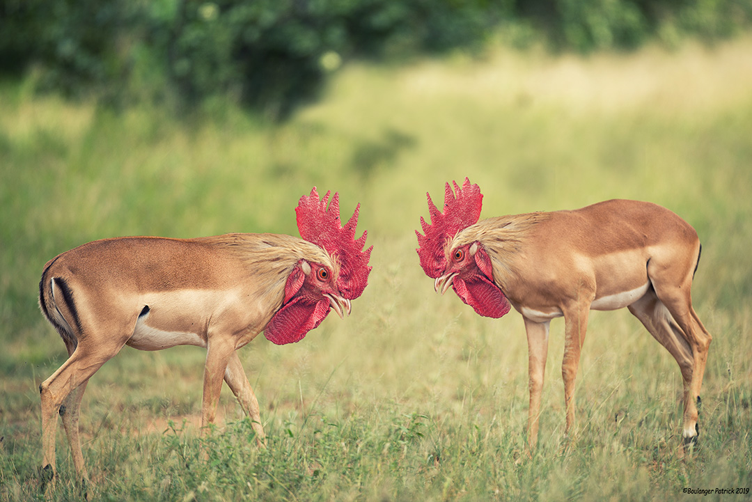 combat de coqs