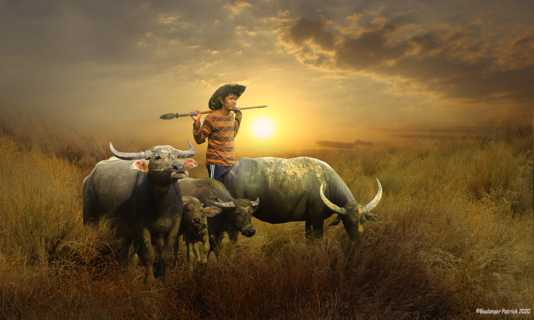 les buffles
